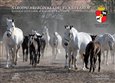 Národní hřebčín Kladruby nad Labem (National Stud Farm at Kladruby nad Labem) - obálka