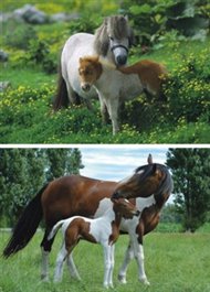 Puzzle Poníci a koníci 2x48 dílků