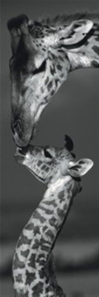 Puzzle Žirafy 1000 dílků - 