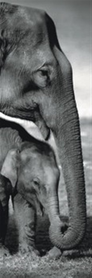 Puzzle Sloni 1000 dílků - 