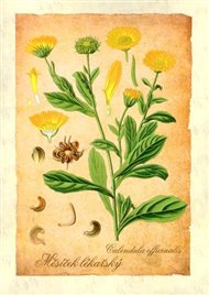 Reprodukce Léčivé rostliny - Klára Trnková