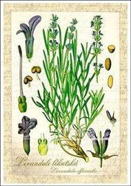 Pohlednice - Levandule lékařská - Jiří Trnka