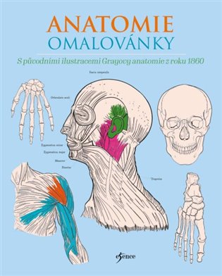 Anatomie omalovánky - Henry Carter, Henry Gray