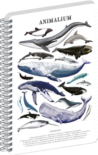 Spirálový blok Animalium – Pod mořem, linkovaný, A5 - 
