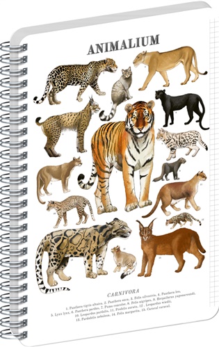 Spirálový blok Animalium – Kočkovité šelmy, čtverečkovaný, A4 - 