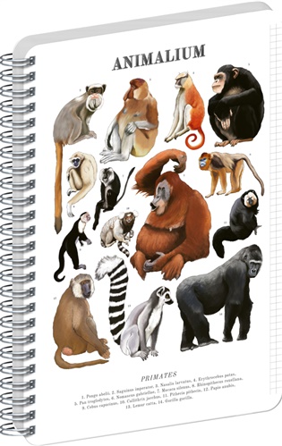 Spirálový blok Animalium – Primáti, čtverečkovaný, A5 - 