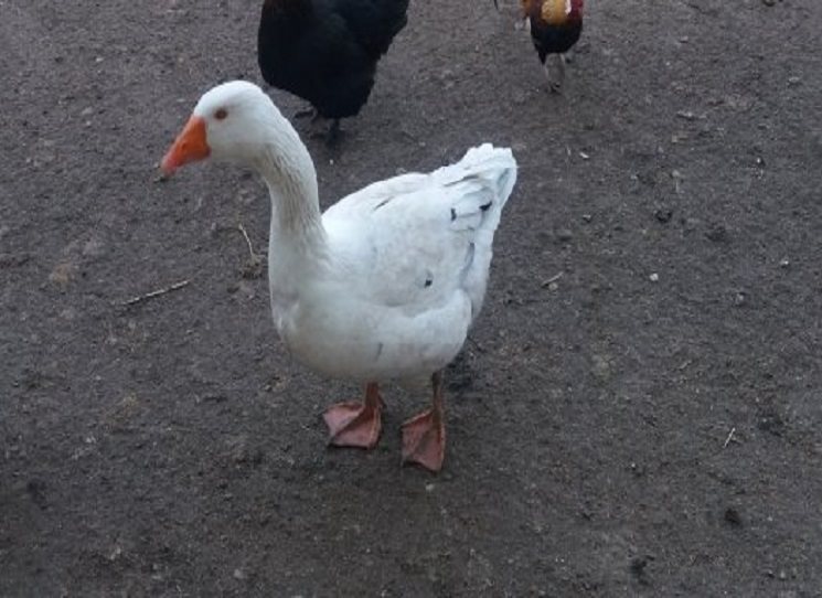 Kniha vychází z výzkumu dosud neznámých pramenů z českých, slovenských a ruských archivů i materiálů ze soukromého archivu rodiny Gustáva Husáka. Je první ucelenou husákovskou monografií nejen v české historiografické produkci. Diskusi s autorem knihy Michalem Macháčkem, za doprovodu prezentace fotografického a filmového materiálu, moderuje historička Kristina Andělová. Ukázky z knihy čte Jáchym Topol.