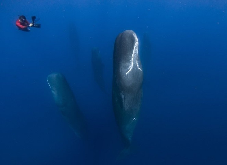 Mikrobioložka Leigh vyrůstala v Rotterdamu s násilnickým otcem, snad proto se odjakživa cítila lépe v laboratoři než ve společnosti lidí. Fascinace životem v jeho nejmenších formách ji nakonec zavede až k hranicím našeho poznání, na které narazí při průzkumu nově objeveného příkopu v Atlantském oceánu. To, co expedice najde v jeho černočerných hlubinách, totiž popírá všechny dosavadní hypotézy o zrození našeho druhu.