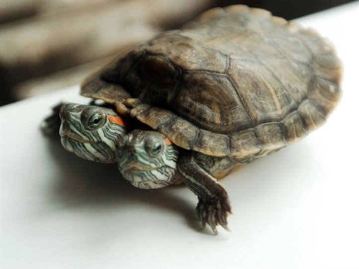 Dvě básnířky z okruhu literárně-kulturního časopisu H-aluze.